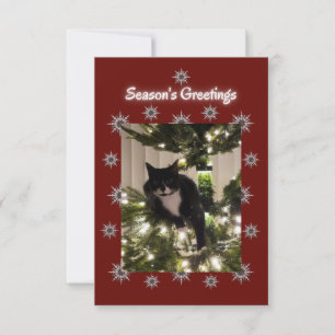 Tuxedo chat jouant sur un sapin de Noël.