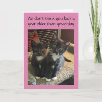 Tuxedo chats anniversaire ou toute carte d'occasio