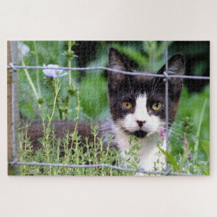 Tuxedo Kitten dans le Puzzle du jardin
