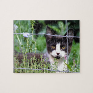 Tuxedo Kitten dans le Puzzle du jardin