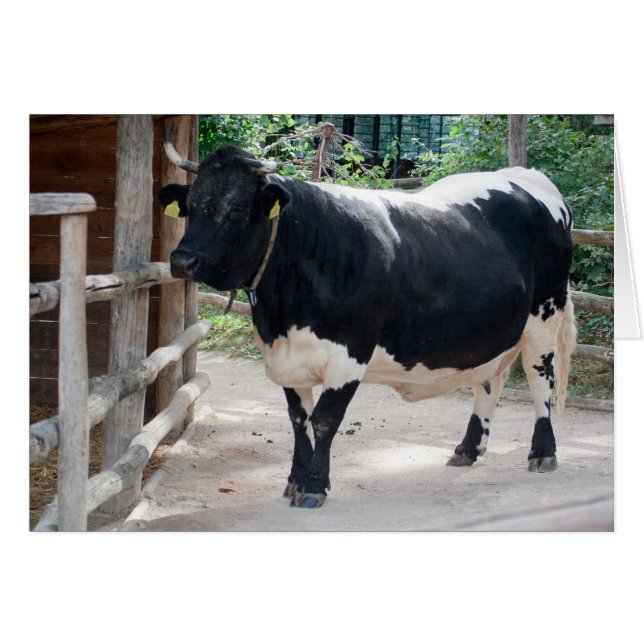 Tuxer Cattle (Devant horizontal)