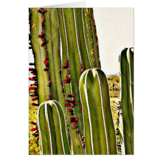 Tuyau de fourneau en fleur (Devant)