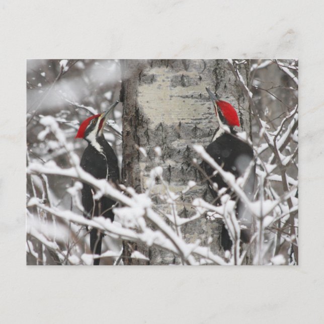 Twin Woodpeckers - Carte postale (Devant)
