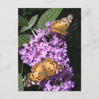 Twins papillon ~ carte postale
