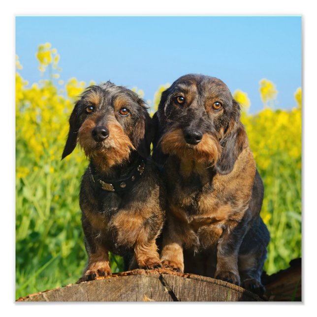 Two Cute Dachshunds Dogs Dackel Friends Pet Photo (Devant)