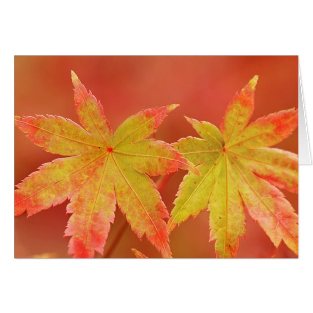 Two Japanese Maple Leaves (Devant horizontal)
