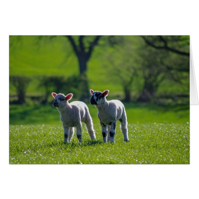 Two lambs lambs (Devant horizontal)