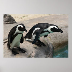 Two Penguins Photo Poster