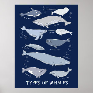 Types De Baleines Poster De Variété De Mammifère O