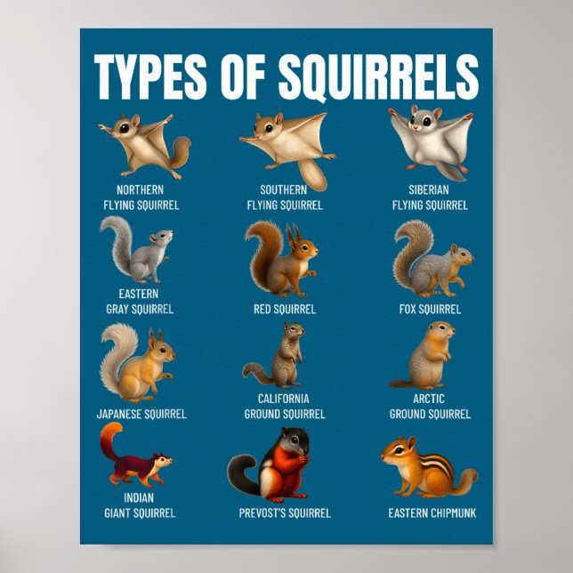 Types de écureuils Tableau d'identification Espèce (Devant)