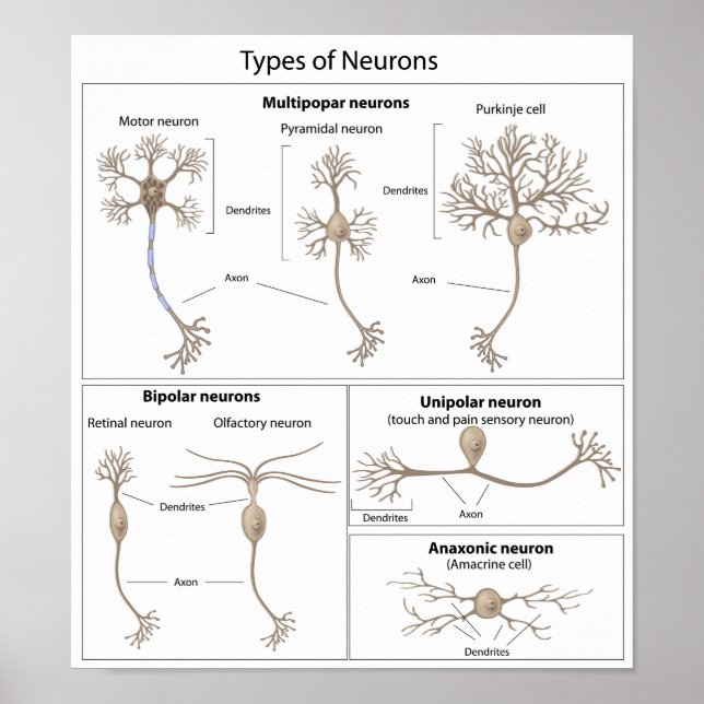 Types of Neuron poster (Devant)