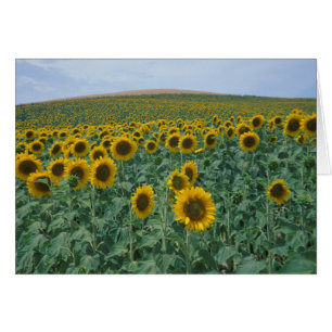 UE, France, Provence, Champ de tournesols