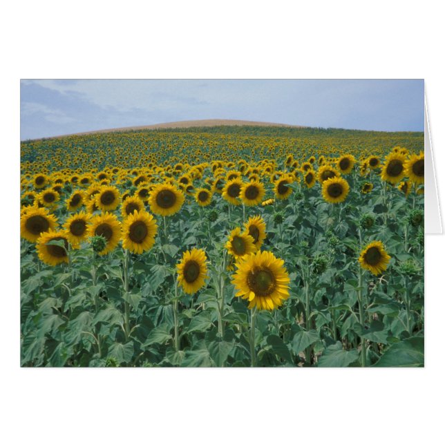 UE, France, Provence, Champ de tournesols (Devant horizontal)