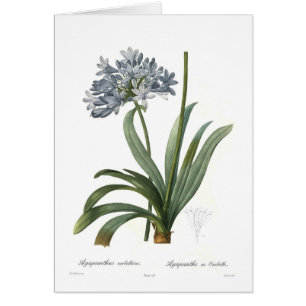 Umbellatus d'Agapanthus par Pierre-Joseph Redouté