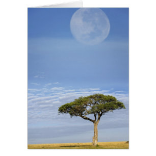 Umbrella Thorn Acacia, Acacia tortilis et