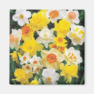 Un aimant réfrigérateur pour les jonquilles du pri