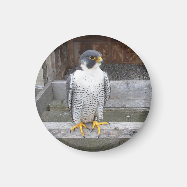 Un autre aimant Archer (Devant)