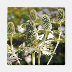 Un autre aimant frais de plante