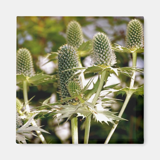 Un autre aimant Plante Cool (Devant)