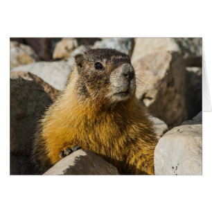 Un autre portrait de Marmot