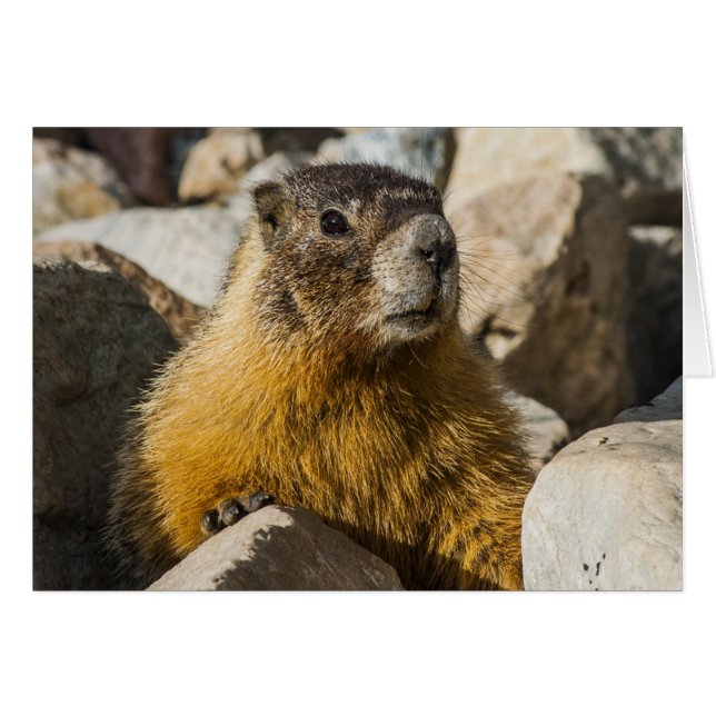 Un autre portrait de Marmot (Devant horizontal)