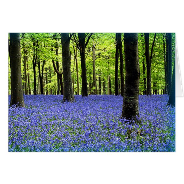 Un Beau Bleu (Devant horizontal)