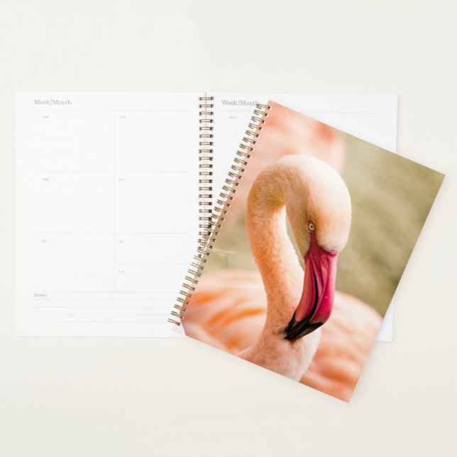 Un Beau Flamant rose Rose (Devant avec enveloppe)