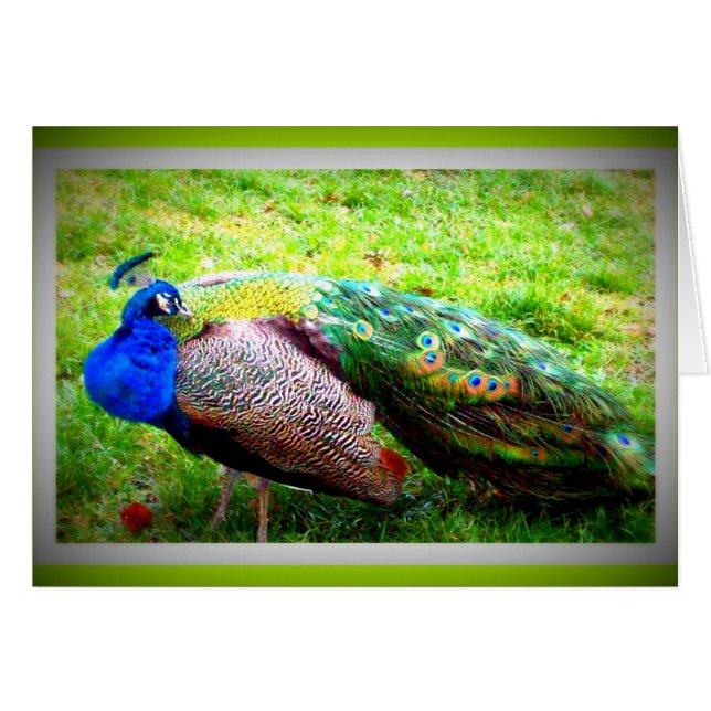 Un beau paon (Devant horizontal)