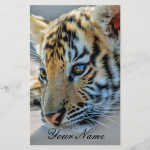 Un bébé tigre mignon