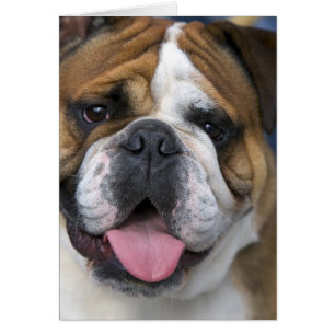 Un bouledogue anglais en Belgique.