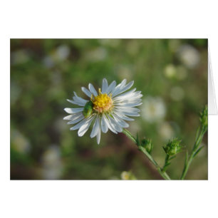Un bourgeon vert sur une fleur blanche