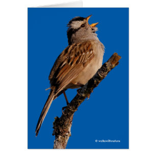 Un Bruant à tête blanche chante au soleil