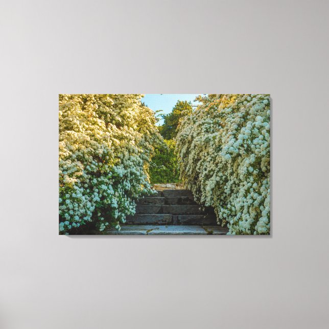 un buisson de fleurs d'araignée blanche sur toile  (Recto)