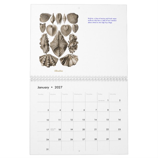 Un calendrier des dessins de coquille d'Ernst (Jan 2027)