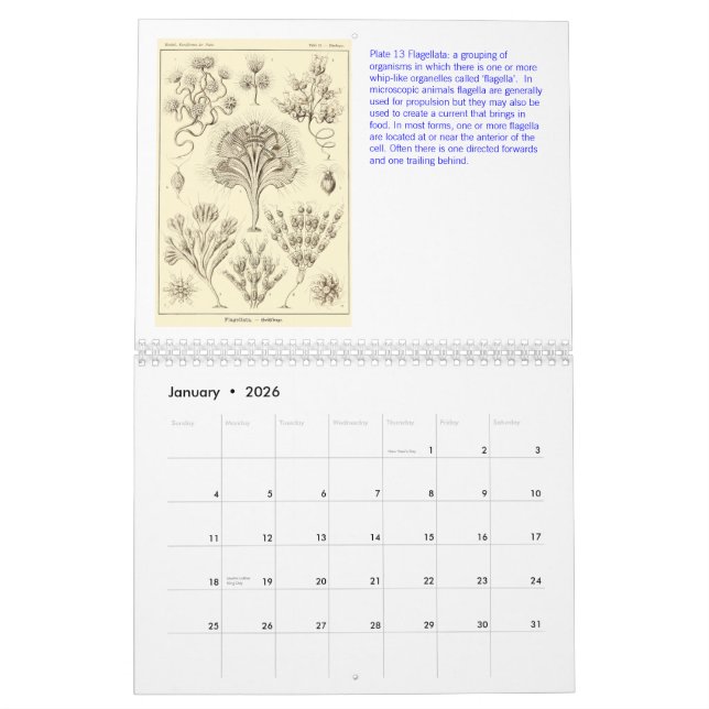 Un calendrier des dessins d'Ernst Haeckel (Jan 2026)