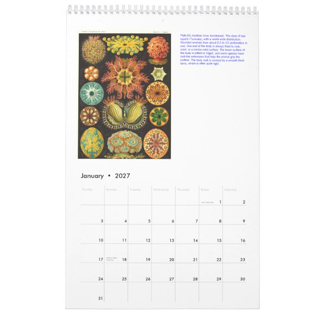 Un calendrier des dessins d'Ernst Haeckel. (Jan 2027)