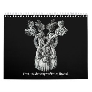 Un calendrier des dessins d'Ernst Haeckel.