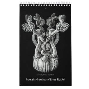Un calendrier des dessins d'Ernst Haeckel