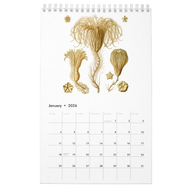 Un calendrier des dessins d'Ernst Haeckel (Jan 2026)