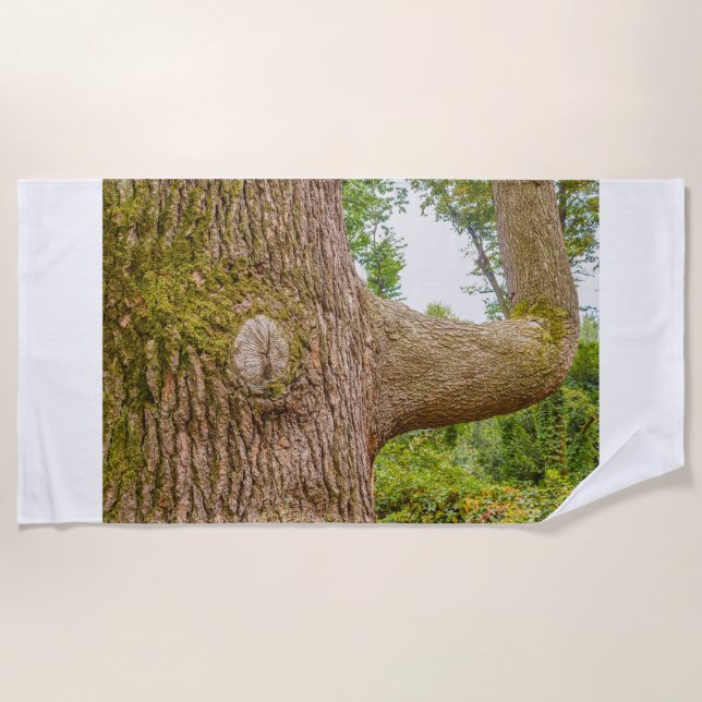 un cèdre de l'Himalaya sur les serviettes de plage (Devant)