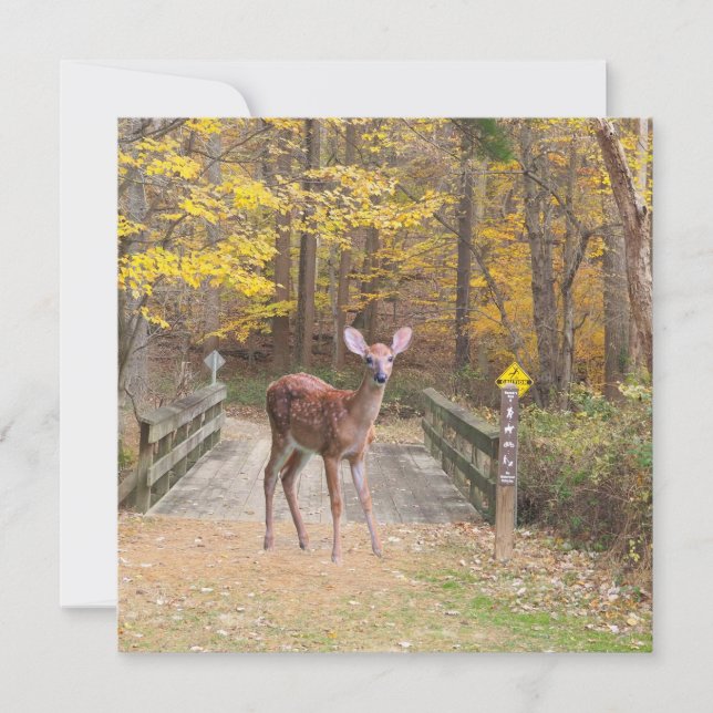 Un cerf dans le parc (Devant)