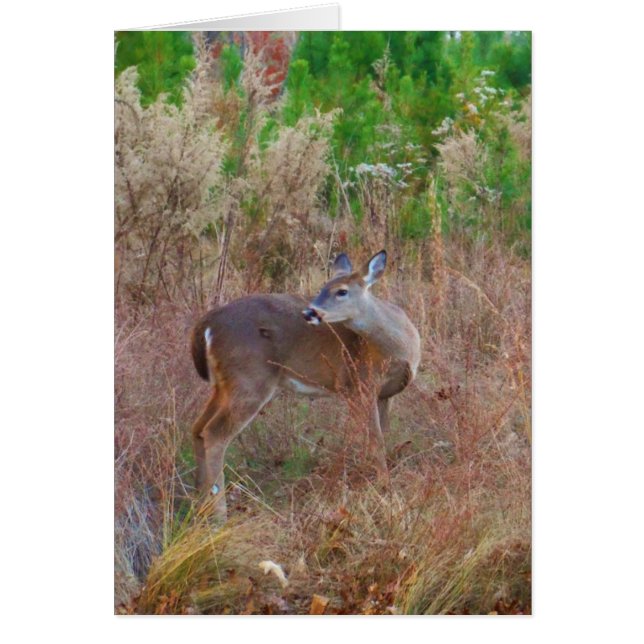 Un cerf dans l'herbe haute (Devant)