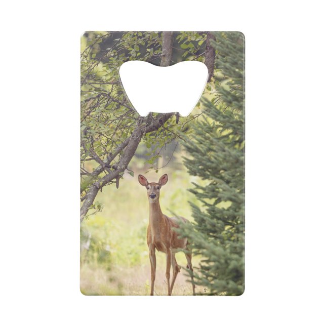 Un cerf solitaire (Devant)