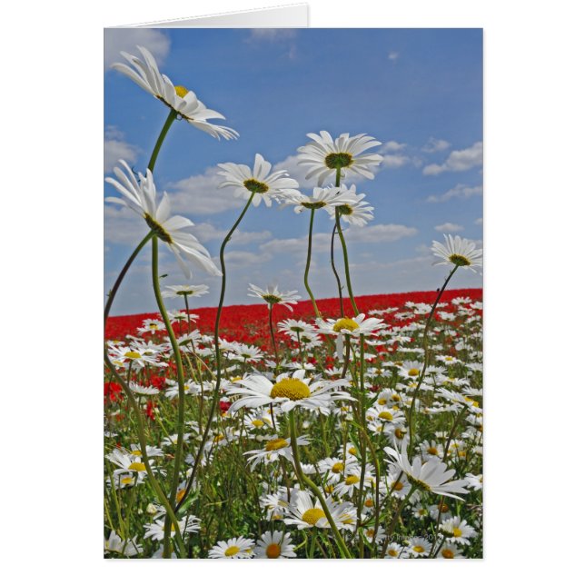 Un champ agricole de marguerites blanches aux yeux (Devant)