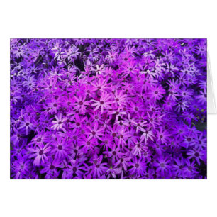 Un champ de marguerites violettes et roses