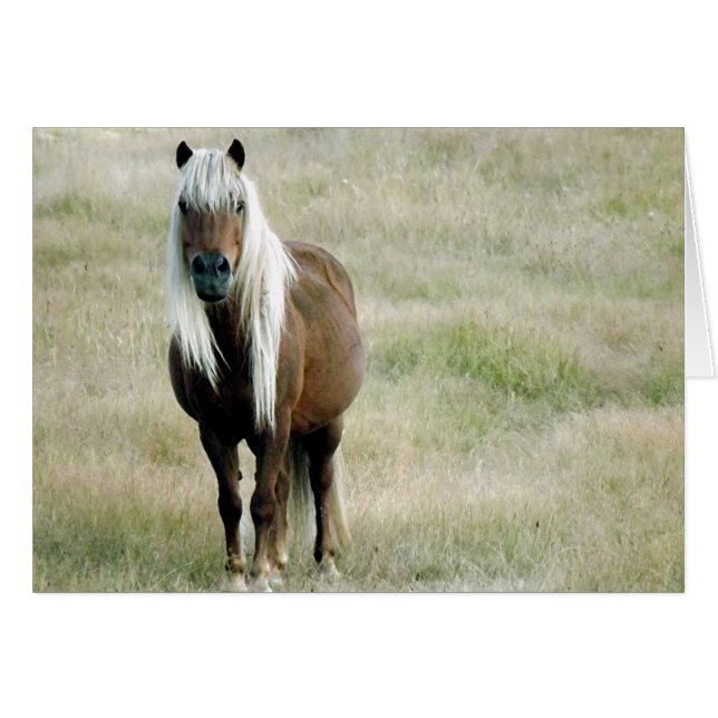 Un cheval, bien sûr... (Devant horizontal)
