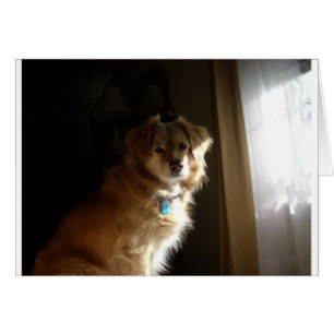 Un chien d'arrêt de confort