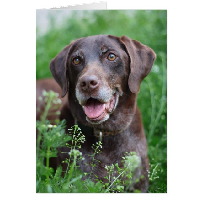 Un chien de pointer allemand à cheveux courts dans (Devant)