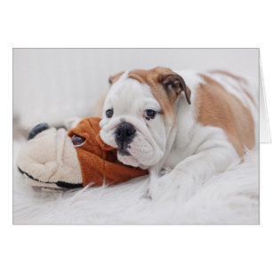 Un Chiot-Chien Anglais Qui Joue Avec Un Chien-Ciel