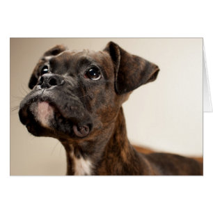 Un chiot de Brindle Boxer qui regarde curieusement